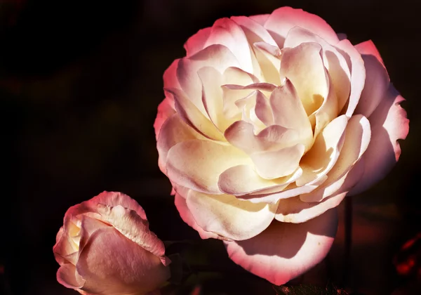 假期老式卡与美丽的玫瑰 — 图库照片
