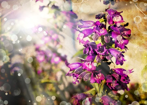 Little purple flowers — Stock Photo, Image