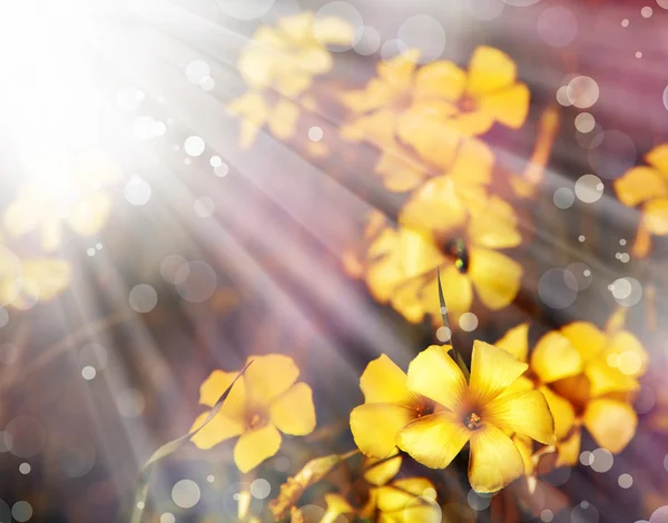 Små gula blommor — Stockfoto