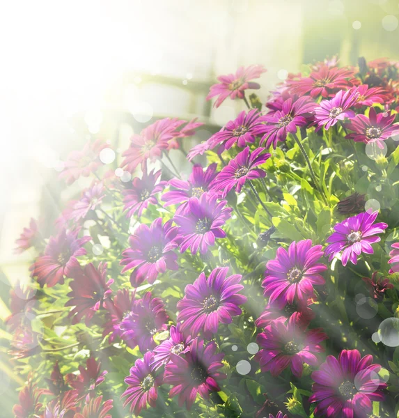 Bellissimi fiori rosa — Foto Stock