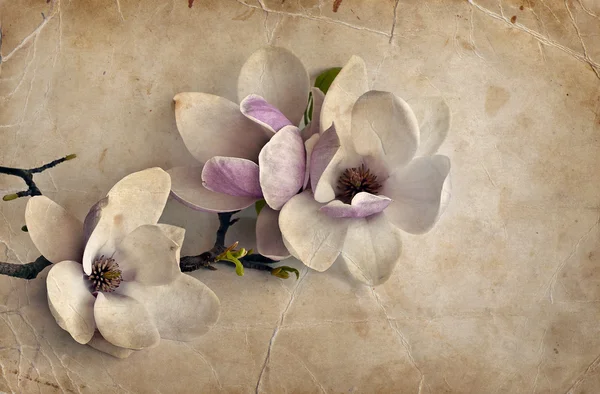 मॅग्नोलिया फुलांसह रोमँटिक पार्श्वभूमी — स्टॉक फोटो, इमेज