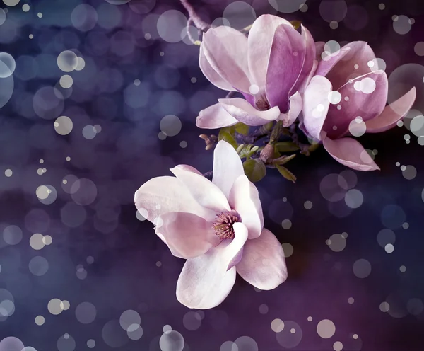 Romantic background with magnolia flowers — Stock Photo, Image