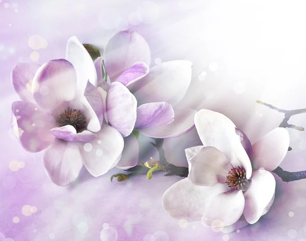 Romantic background with magnolia flowers — Stock Photo, Image