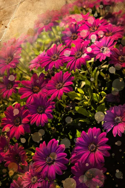 Hermosas flores rosadas —  Fotos de Stock