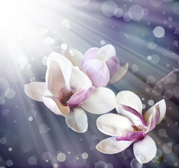 Romantische achtergrond met magnolia bloemen — Stockfoto