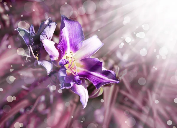 Purple lily flower — Stockfoto