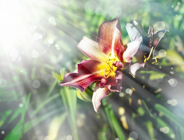 Lírio flor — Fotografia de Stock
