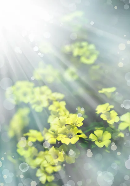 Gelbe Blüten — Stockfoto