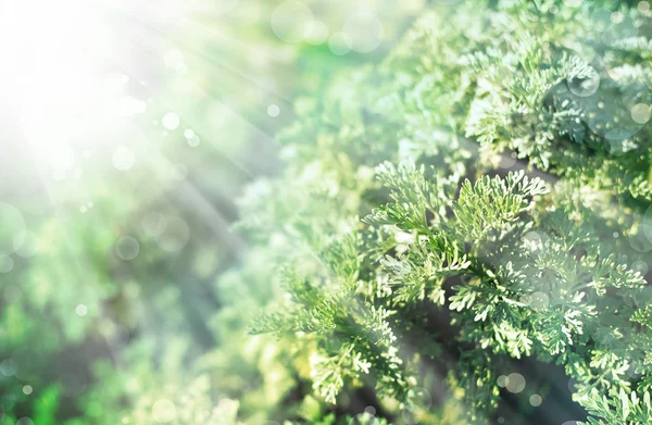 Fondo de hoja verde — Foto de Stock