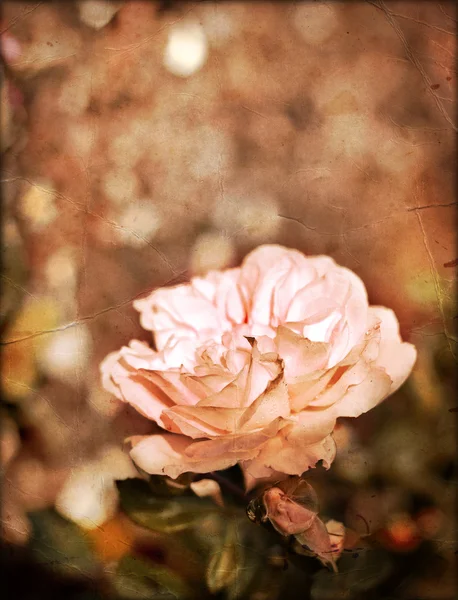 Белая роза — стоковое фото