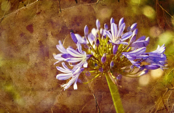 Blaue Blume — Stockfoto