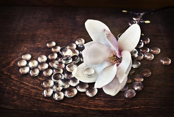 Magnolia flowers — Stock Photo, Image