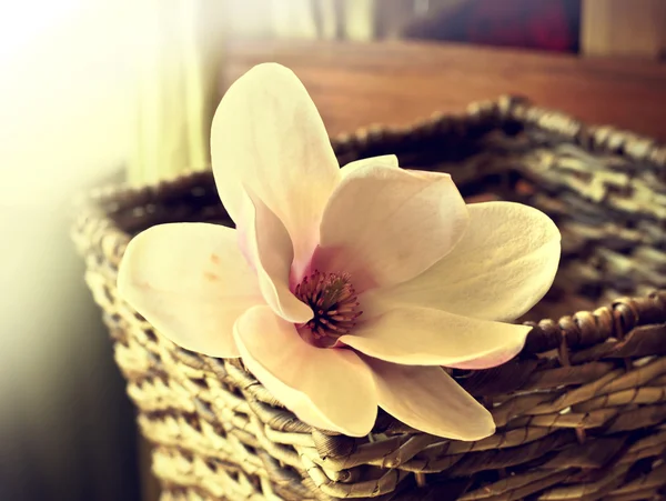 Magnolia bloemen — Stockfoto