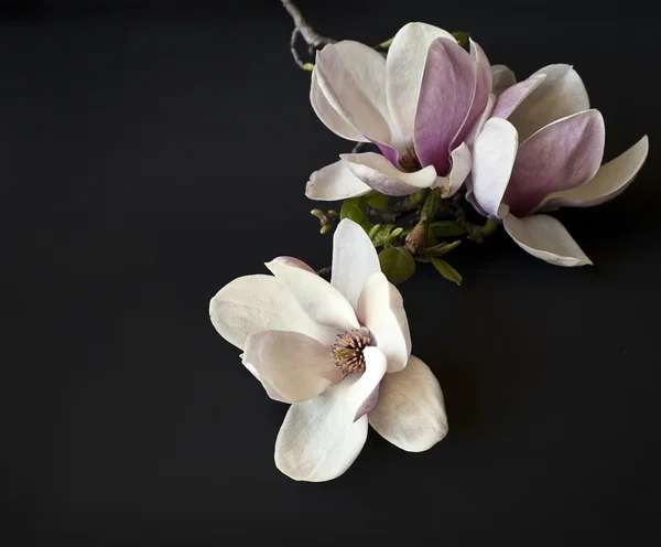 Magnolia flowers — Stock Photo, Image