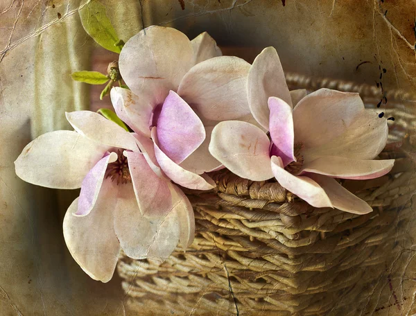 Flores de magnolia —  Fotos de Stock