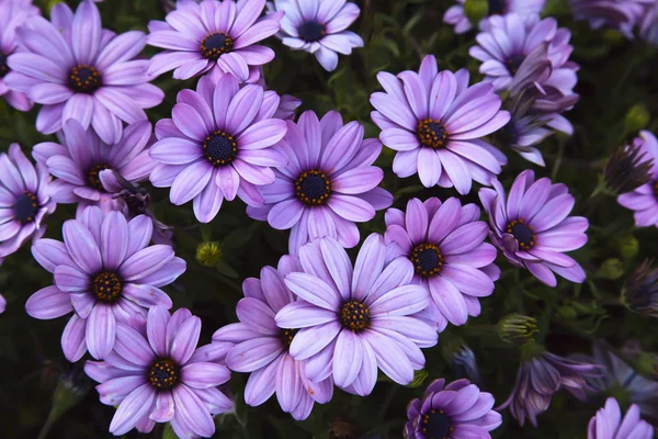 Kleine lila Blüten — Stockfoto
