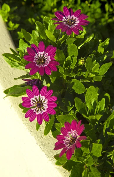 Hermosas flores rosadas — Foto de Stock