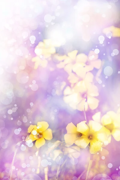 Little yellow flowers — Stock Photo, Image