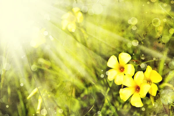 Små gula blommor — Stockfoto