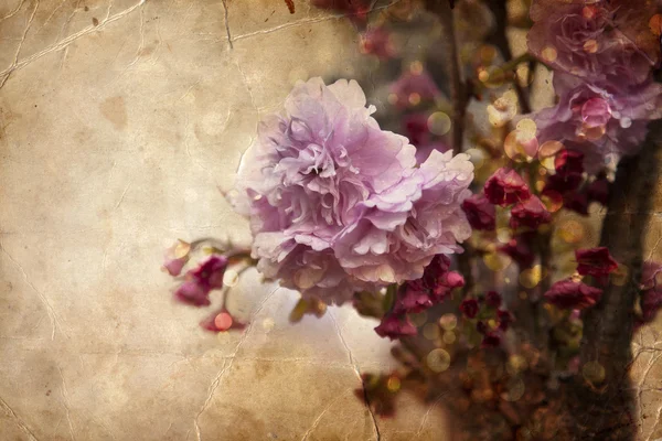 美丽的樱桃树的花朵 — 图库照片