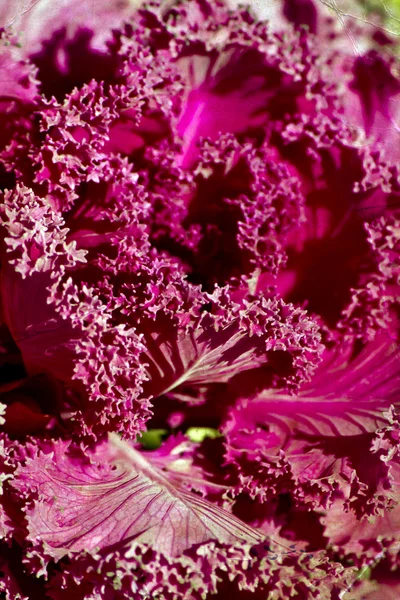 Bright purple cabbage flower — Stock Photo, Image