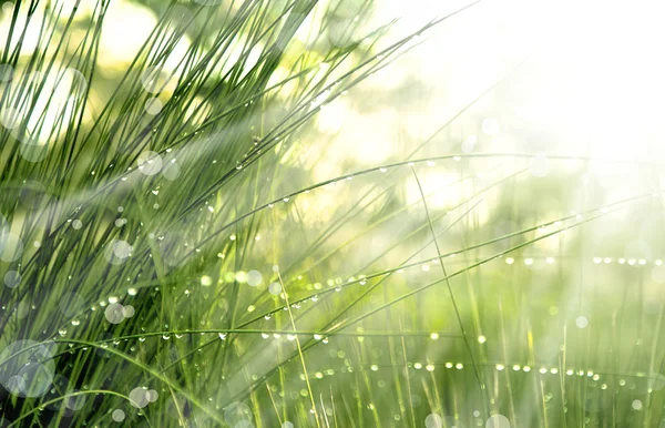 Gras met waterdruppels en zon — Stockfoto