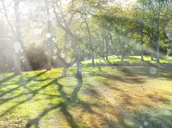 Lente aard achtergrond met zon — Stockfoto