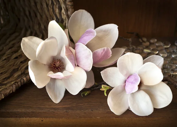 Romantik arka plan ile Manolya çiçek — Stok fotoğraf