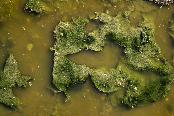 Algen verschmutzen Wasser — Stockfoto