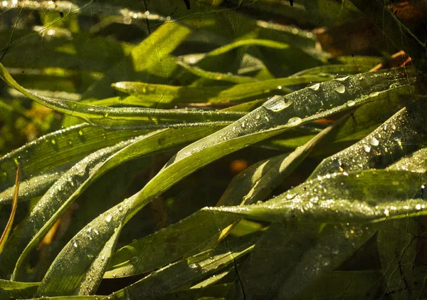 草水滴与阳光 — 图库照片