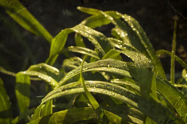 Erba con gocce d'acqua e sole — Foto Stock