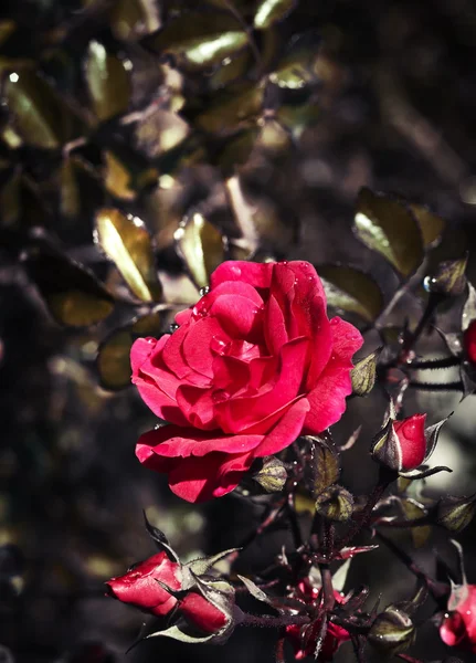 Arbusto de rosas rojas —  Fotos de Stock