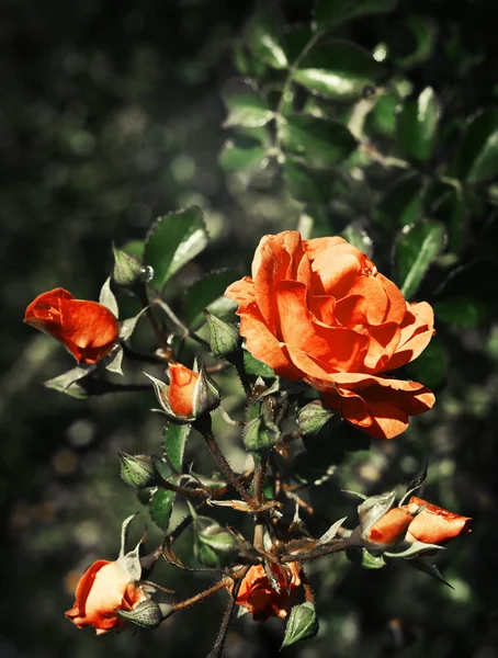红玫瑰布什 — 图库照片