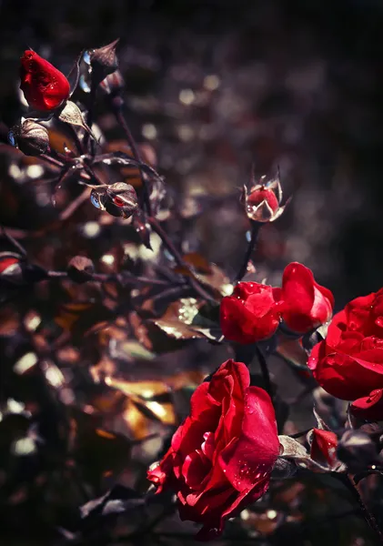 Röda rosor bush — Stockfoto