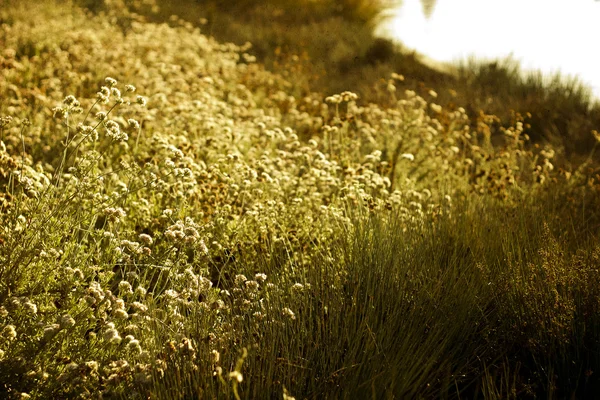 Wilde bloemen weide in de buurt van lake — Stockfoto