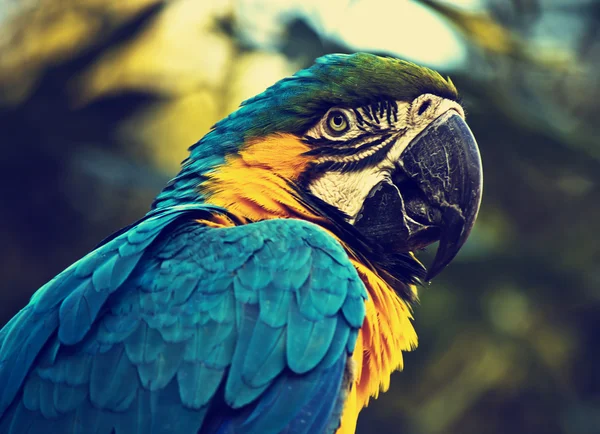 Kleurrijke parrot — Stockfoto