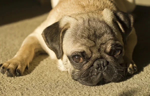 Adorable Fawn Pug Dog — Stock Photo, Image