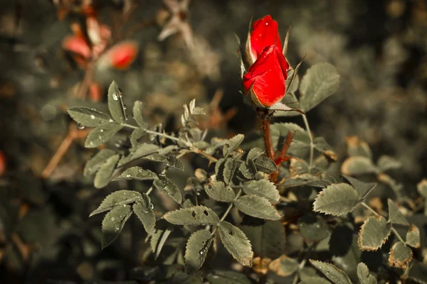 빨간 장미 부시 — 스톡 사진