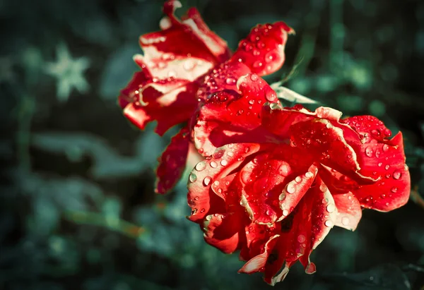 Cespuglio di rose rosse — Foto Stock