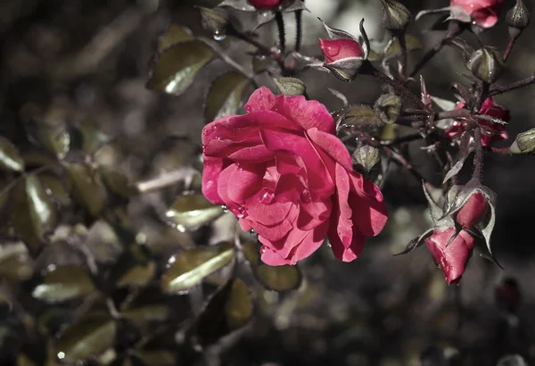 Rosa roja — Foto de Stock