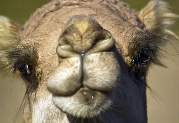 Hoofd van een kameel close-up — Stockfoto