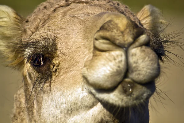 Hoofd van een kameel close-up — Stockfoto