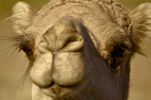 Hoofd van een kameel close-up — Stockfoto