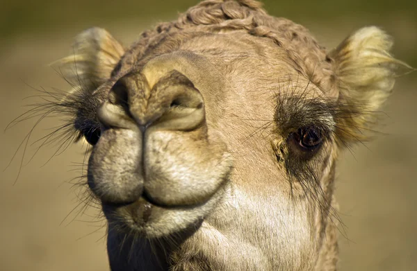 Hoofd van een kameel close-up — Stockfoto