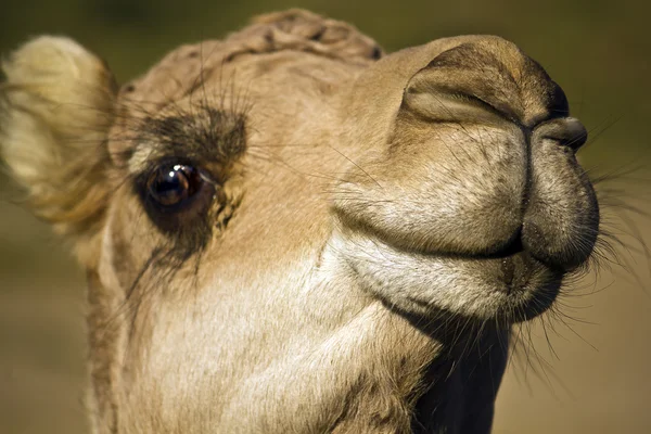 Cabeça de um camelo de perto — Fotografia de Stock