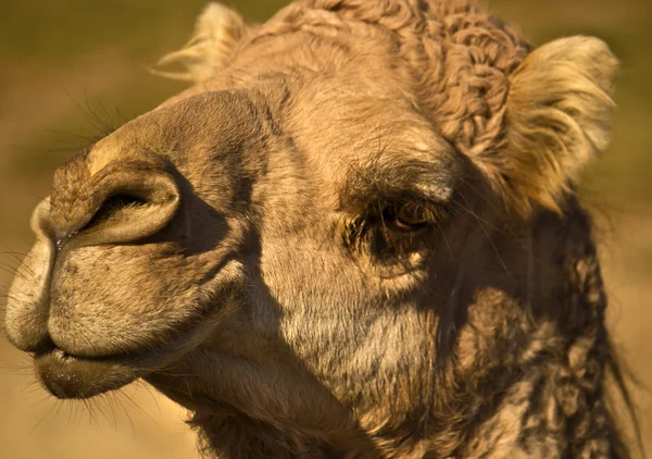 Hoofd van een kameel close-up — Stockfoto