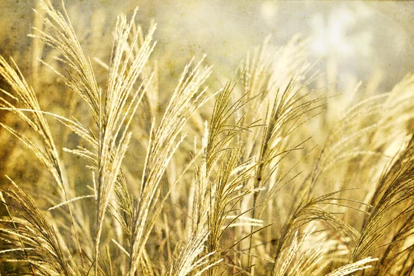 野生草の背景 — ストック写真