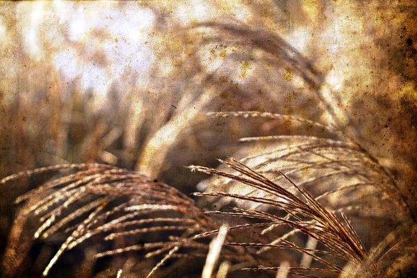 野生草背景 — 图库照片