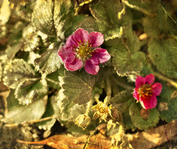 Beautiful pink flowers — Stock Photo, Image