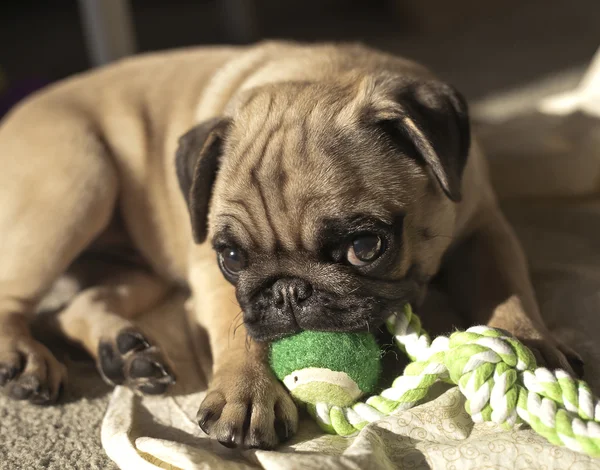 Mops valp spelar i solskenet — Stockfoto